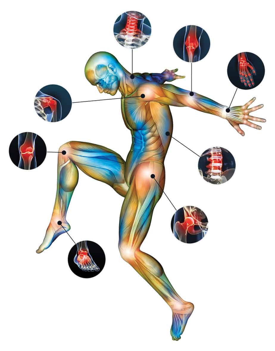 Kuku-body-illustration-with-joint-areas-v1
